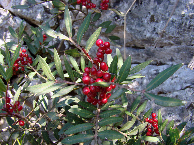 Pistacia lentiscus / Lentisco